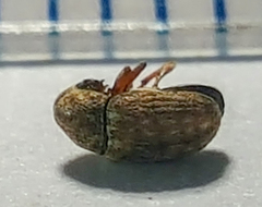 Trigonorhinus limbatus
