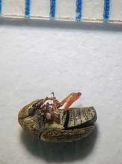Trigonorhinus limbatus