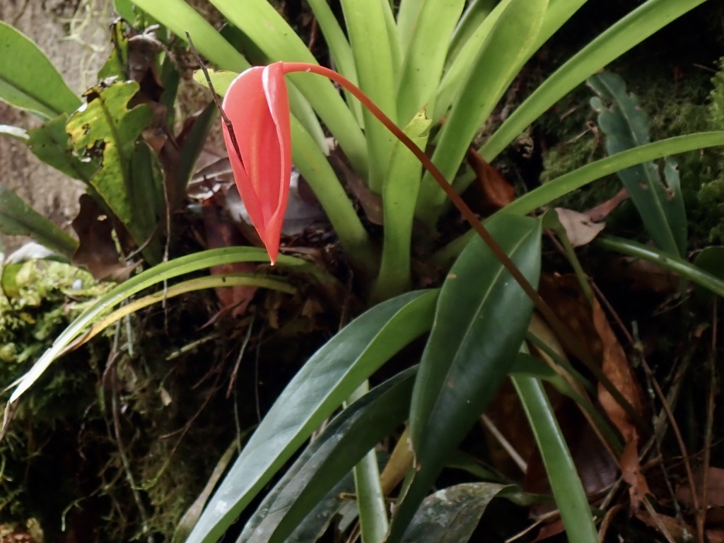 Anthurium scherzerianum