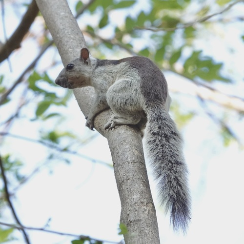 Variegated Squirrel