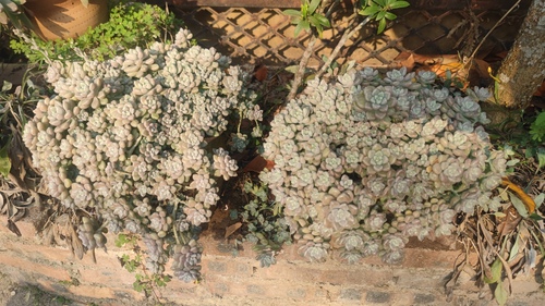 Sedum Mendozae (Sedum mendozae)