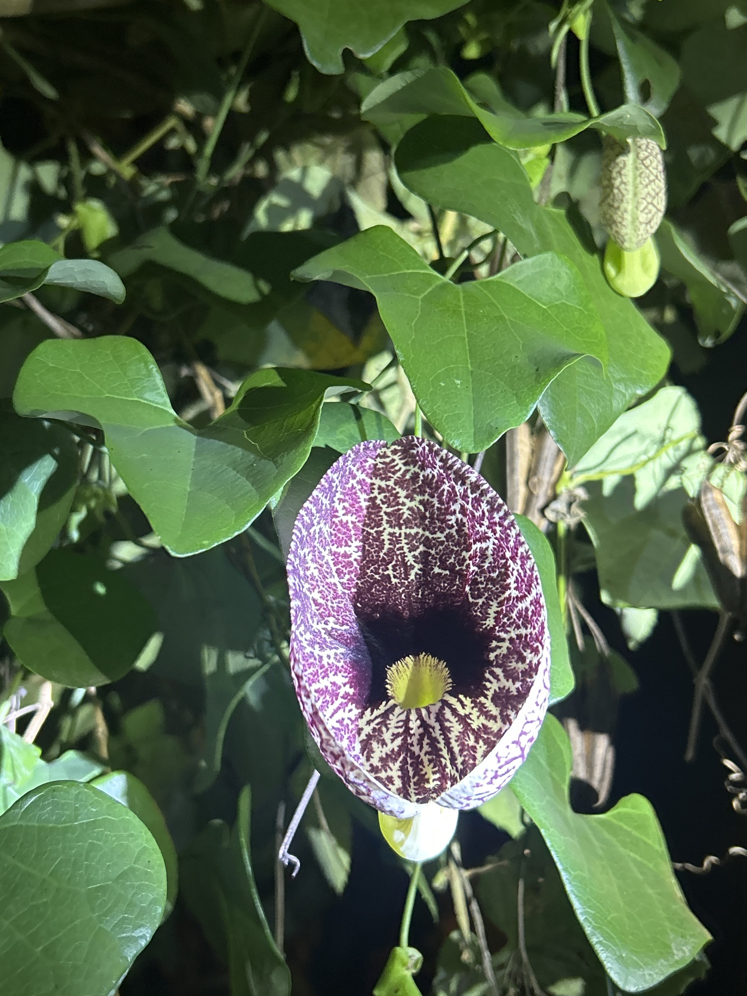 Aristolochia image