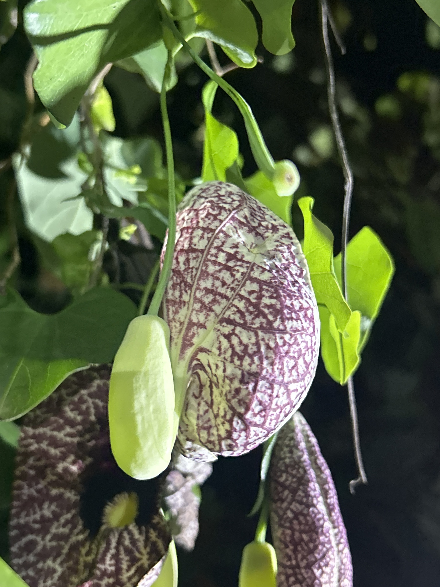 Aristolochiaceae image