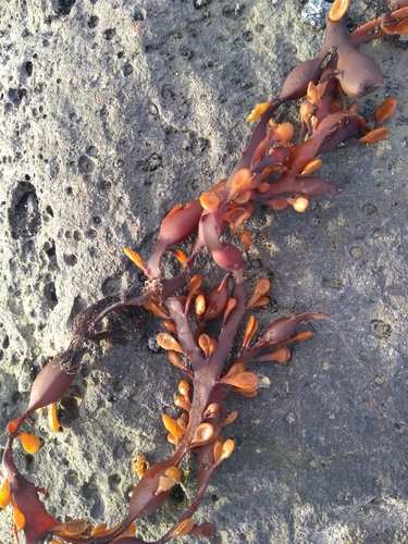 Mjehurasta haluga (Ascophyllum nodosum)