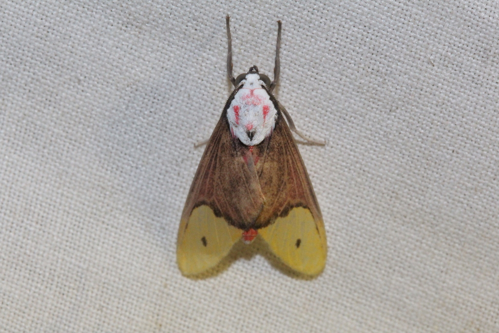 Evius lobata