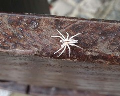 Arachosia praesignis
