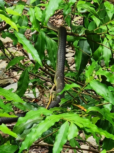Common Tree Snake sighting