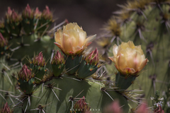 Opuntia rastrera