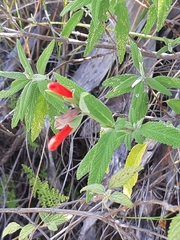 Salvia haenkei