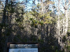 Pinus contorta bolanderi