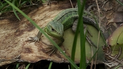 Stenocercus trachycephalus