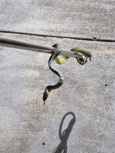 Common Tree Snake sighting