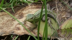 Stenocercus trachycephalus