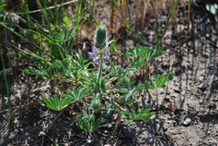 Lupinus microcarpus microcarpus