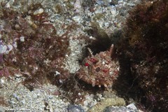 Scorpaena guttata