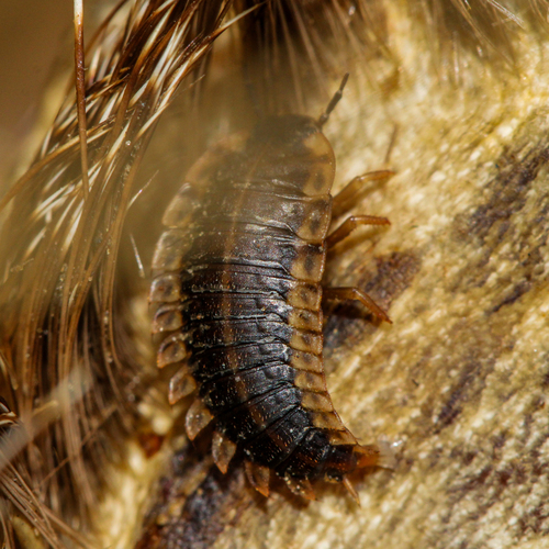 Margined Carrion Beetle photo 4