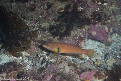 Halichoeres semicinctus