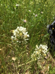 Castilleja lineariloba