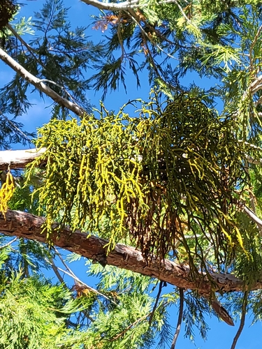 Incense cedar mistletoe (Phoradendron libocedri)
