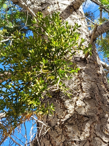 Image of Phoradendron pauciflorum by (c) Nicole, some rights reserved (CC BY)