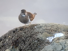 Charadrius modestus