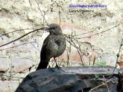 Toxostoma curvirostre