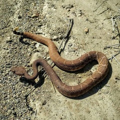 Crotalus ruber exsul