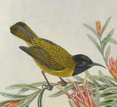 Black-Headed Myzomela photo 2
