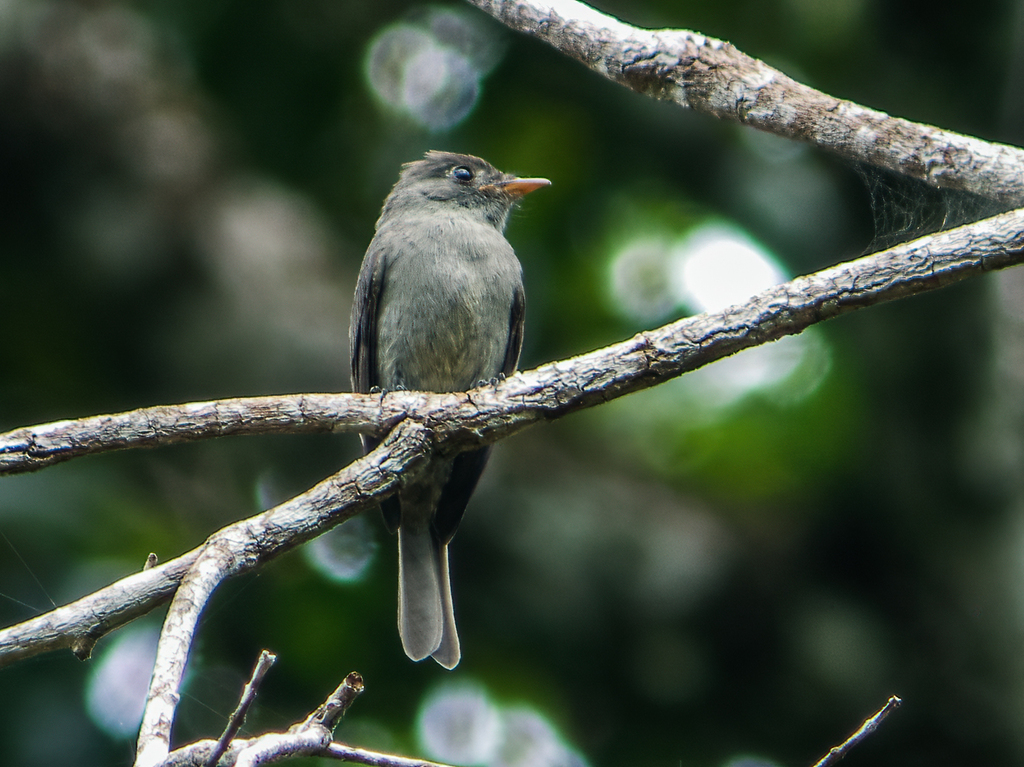 Blackish Pewee photo