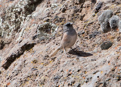 Junco insularis