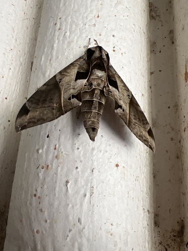 Satellite Sphinx photo 4