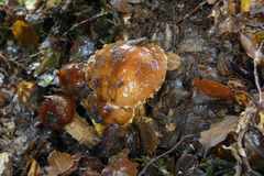 Cortinarius naphthalinus