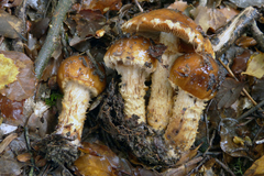 Cortinarius naphthalinus