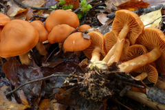 Cortinarius papaver