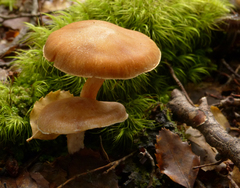 Cortinarius peraureus