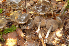 Thaxterogaster rhipiduranus