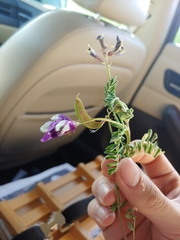 Astragalus lindheimeri