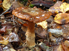 Cortinarius subcastanellus