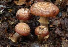 Cortinarius subcastanellus