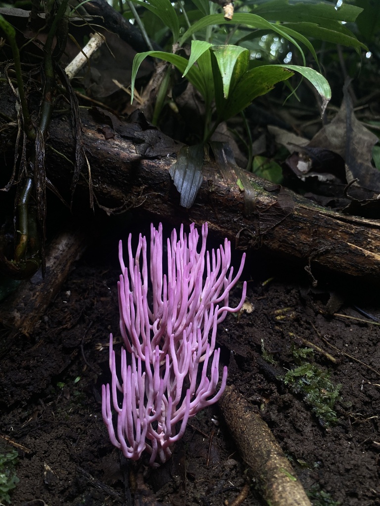 Clavaria schaefferi · March 2024 · photo: © april_coulon (iNaturalist, cc0)