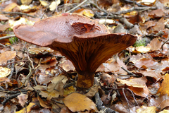 Austropaxillus