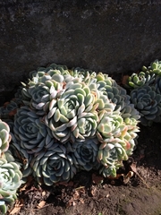 Echeveria elegans