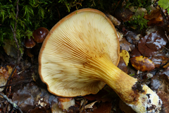 Austropaxillus mcnabbii
