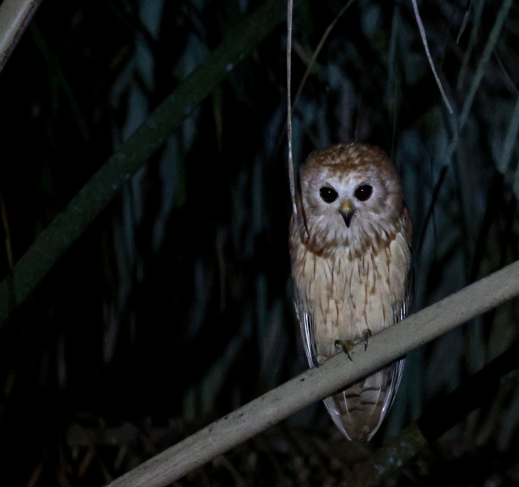 Rufous Fishing-Owl