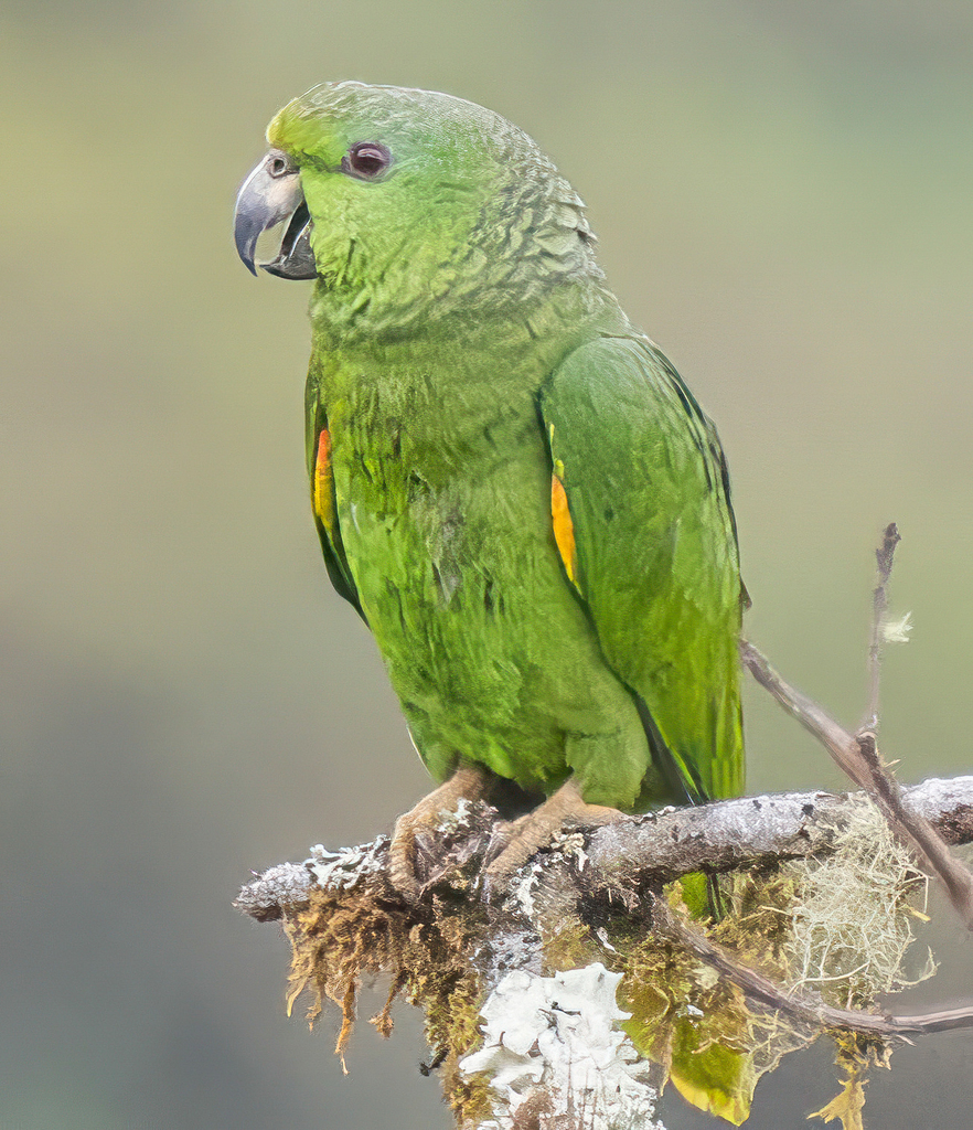 Scaly-naped Amazon photo