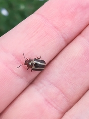 Calligrapha bidenticola