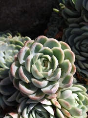 Echeveria elegans