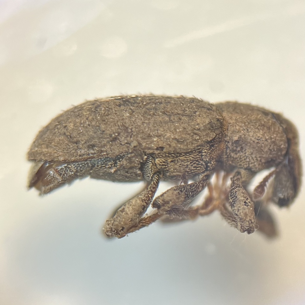 True Weevils from Lansdowne Ave, Sault Ste. Marie, ON, CA on April 6