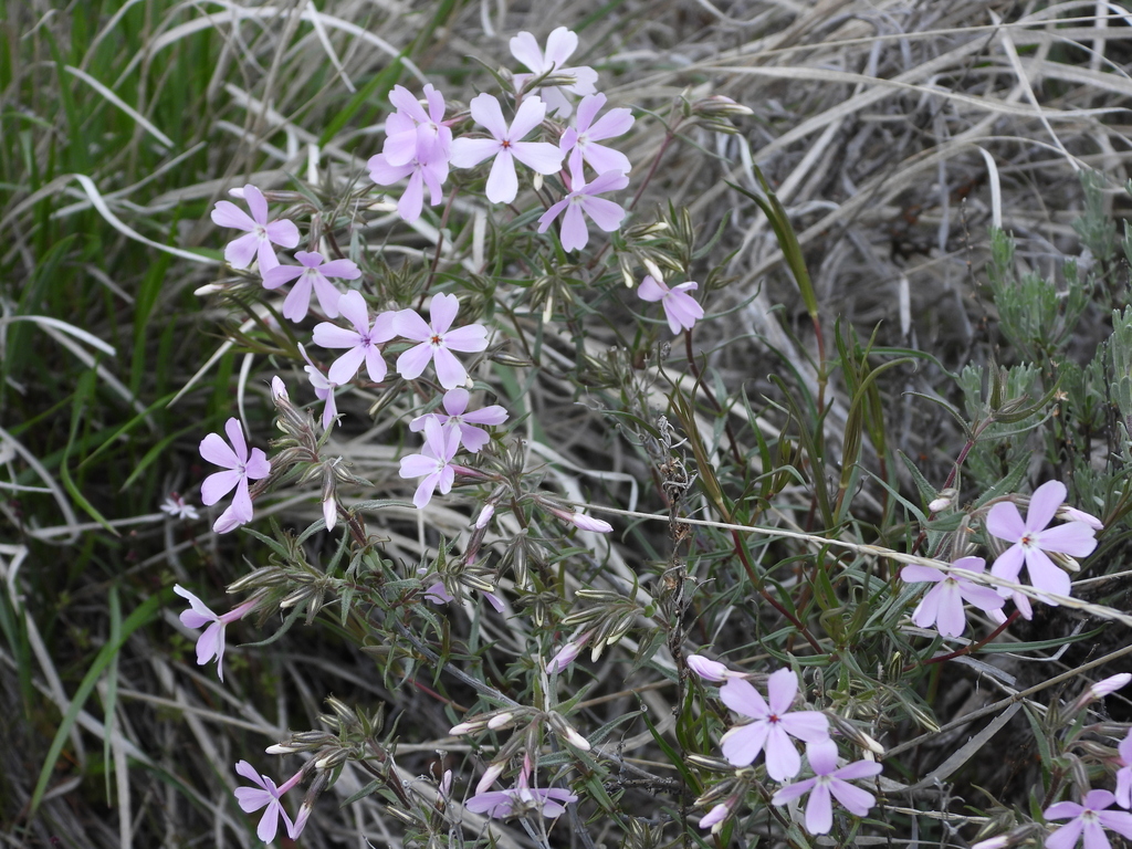 showy phlox from Yakima County, WA, USA on April 6, 2024 at 02:29 PM by ...