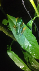 Callimedusa tomopterna